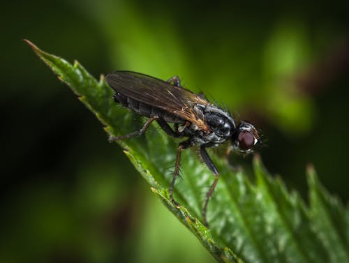 Free Macro Shot Photography of Black and Brown Housefly Stock Photo
