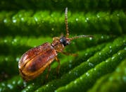 宏观镜头下，一只湿甲虫停在纹理丰富的绿叶上，细节清晰可见