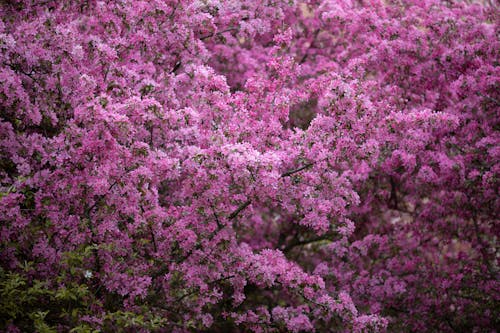 Foto d'estoc gratuïta de flor, flor de cirerer, flora