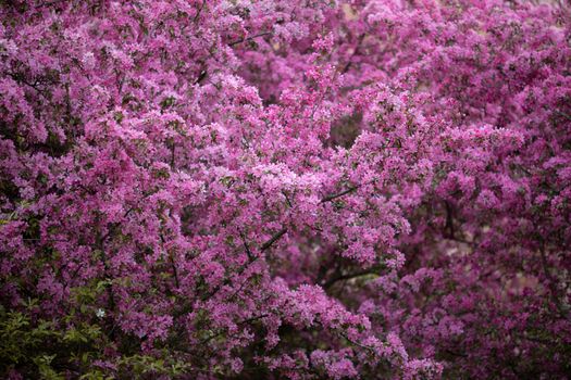 Stunning full bloom of vibrant pink cherry blossoms creating a lush floral canopy.