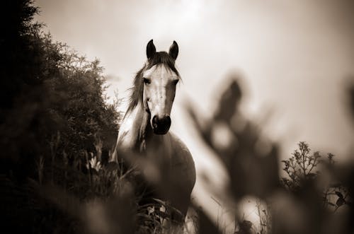 馬的灰度照片