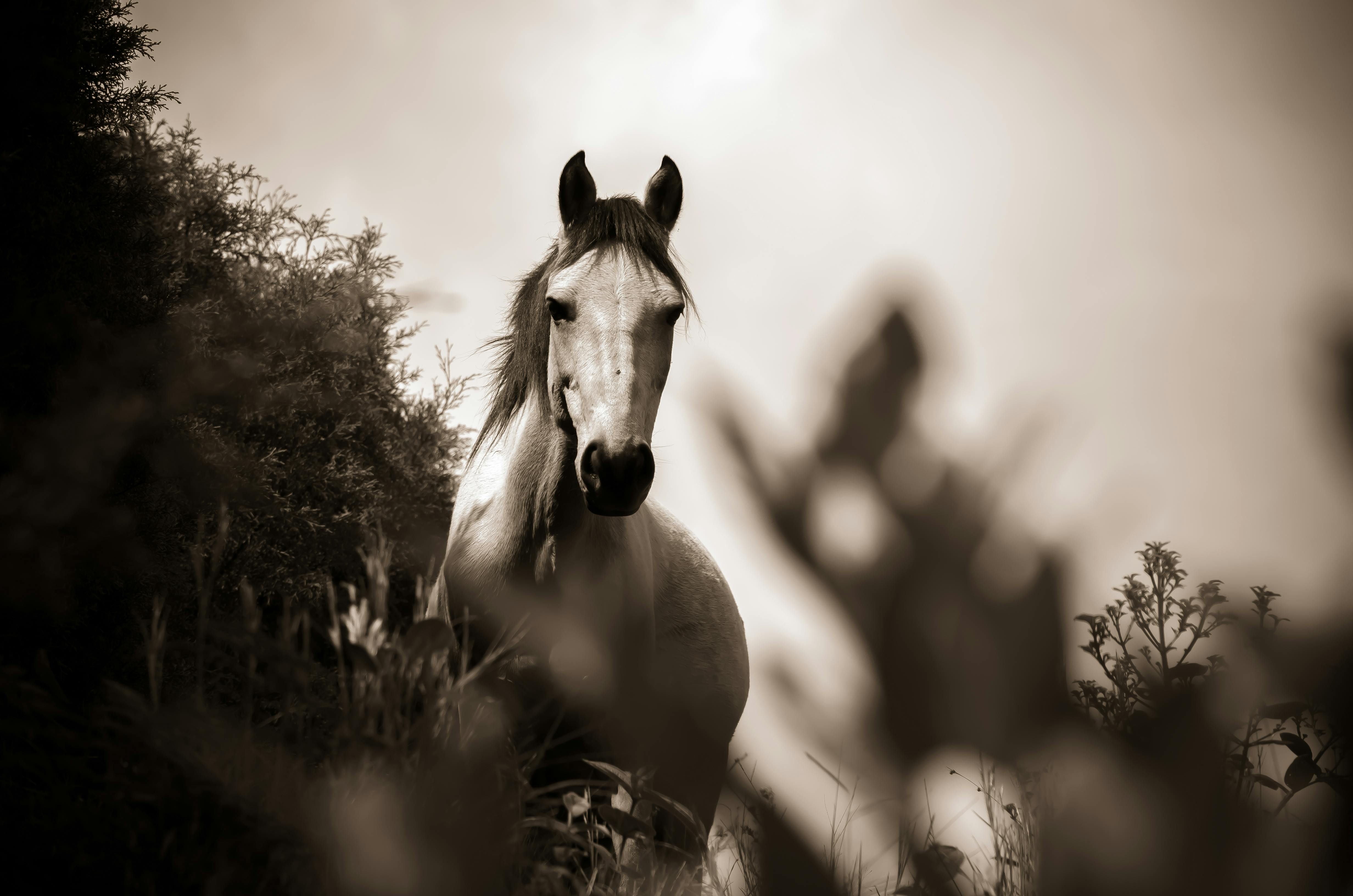 Concerned Horse Stock Photo by ©ca2hill 8963370