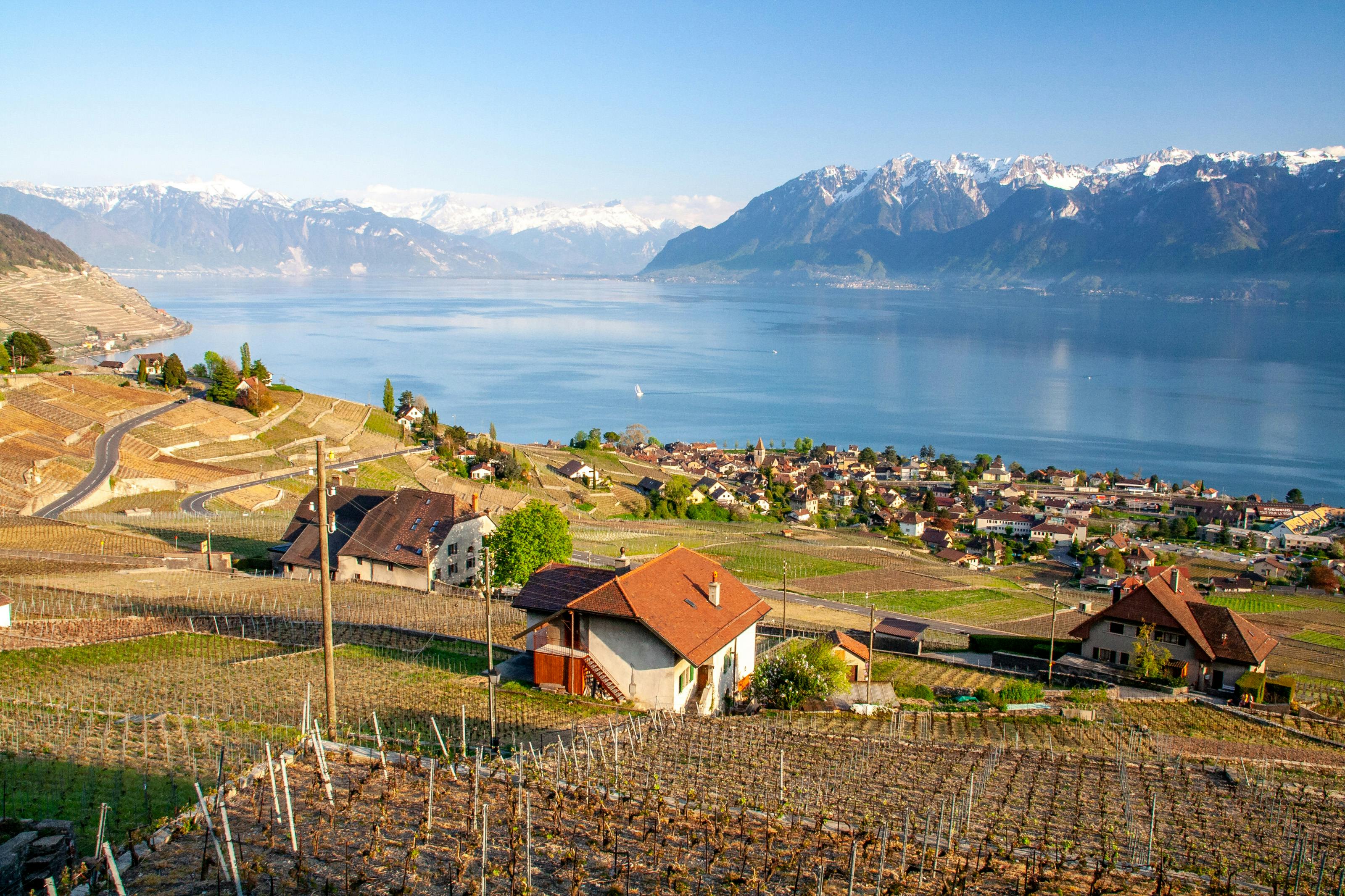 Beautiful landscape of a vineyard by a lake with mountain views in the background. - Lavaux