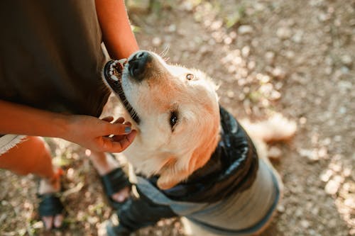 From above of crop anonymous owner caressing Golden Retriever dog in cloth while standing on ground in nature on summer day