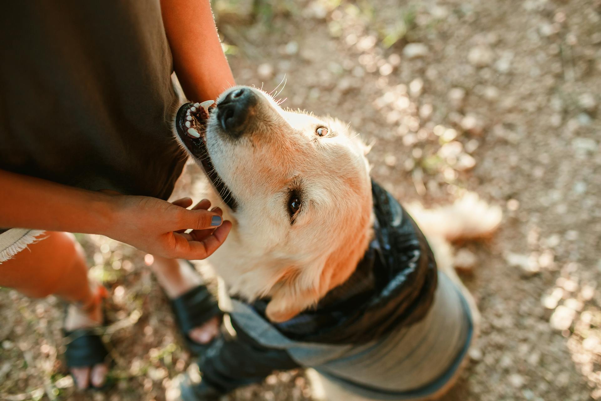 Vue d'en haut d'une récolte où un propriétaire anonyme caresse son chien Golden Retriever en tissu alors qu'il se tient au sol dans la nature un jour d'été