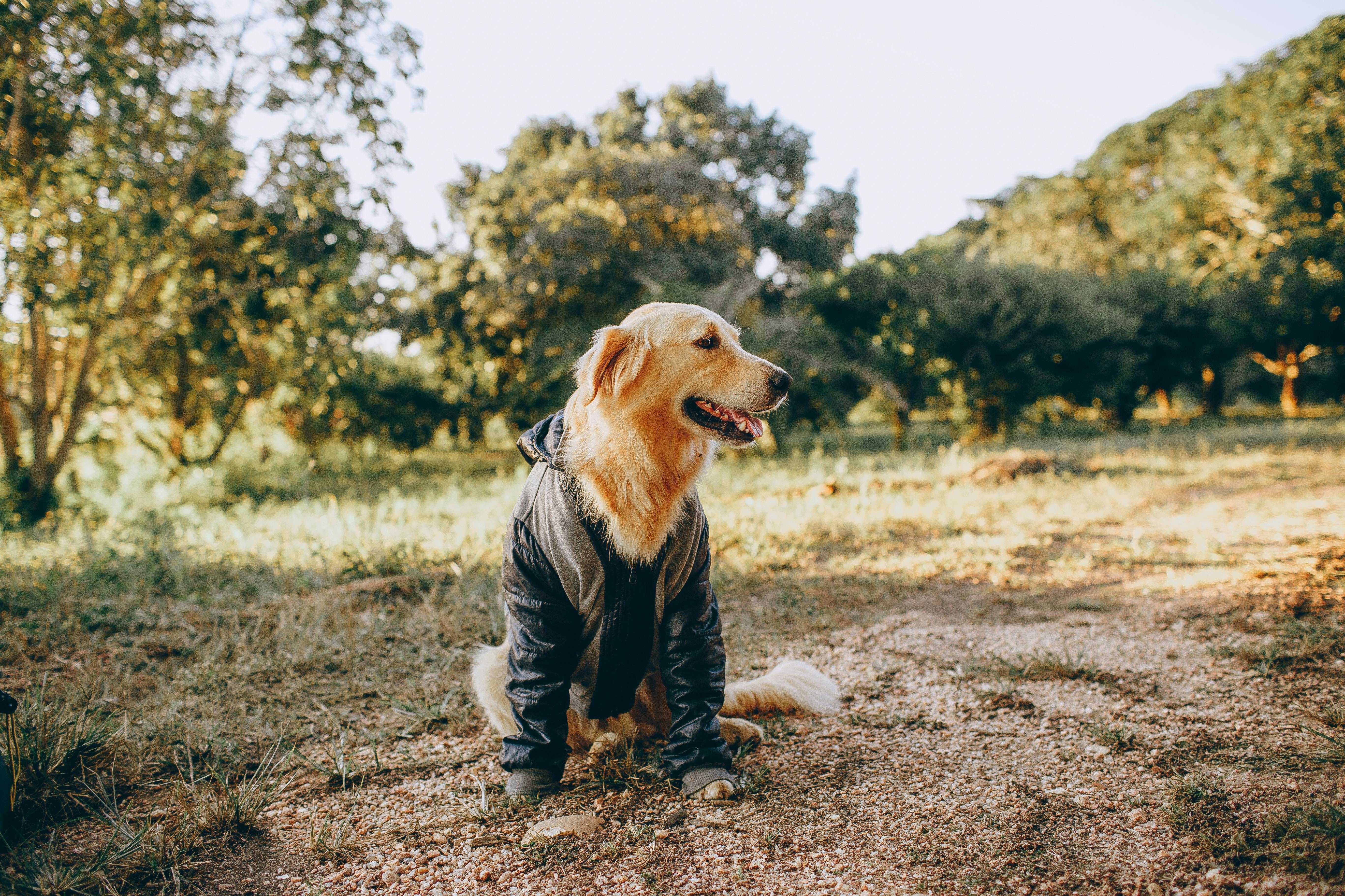 Golden Retriever sitting on field