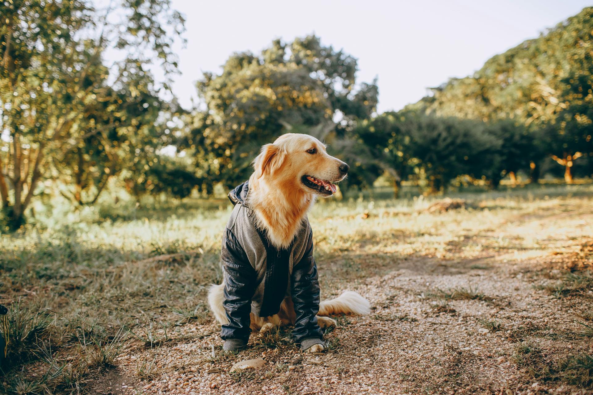 Golden Retriever zit op het veld