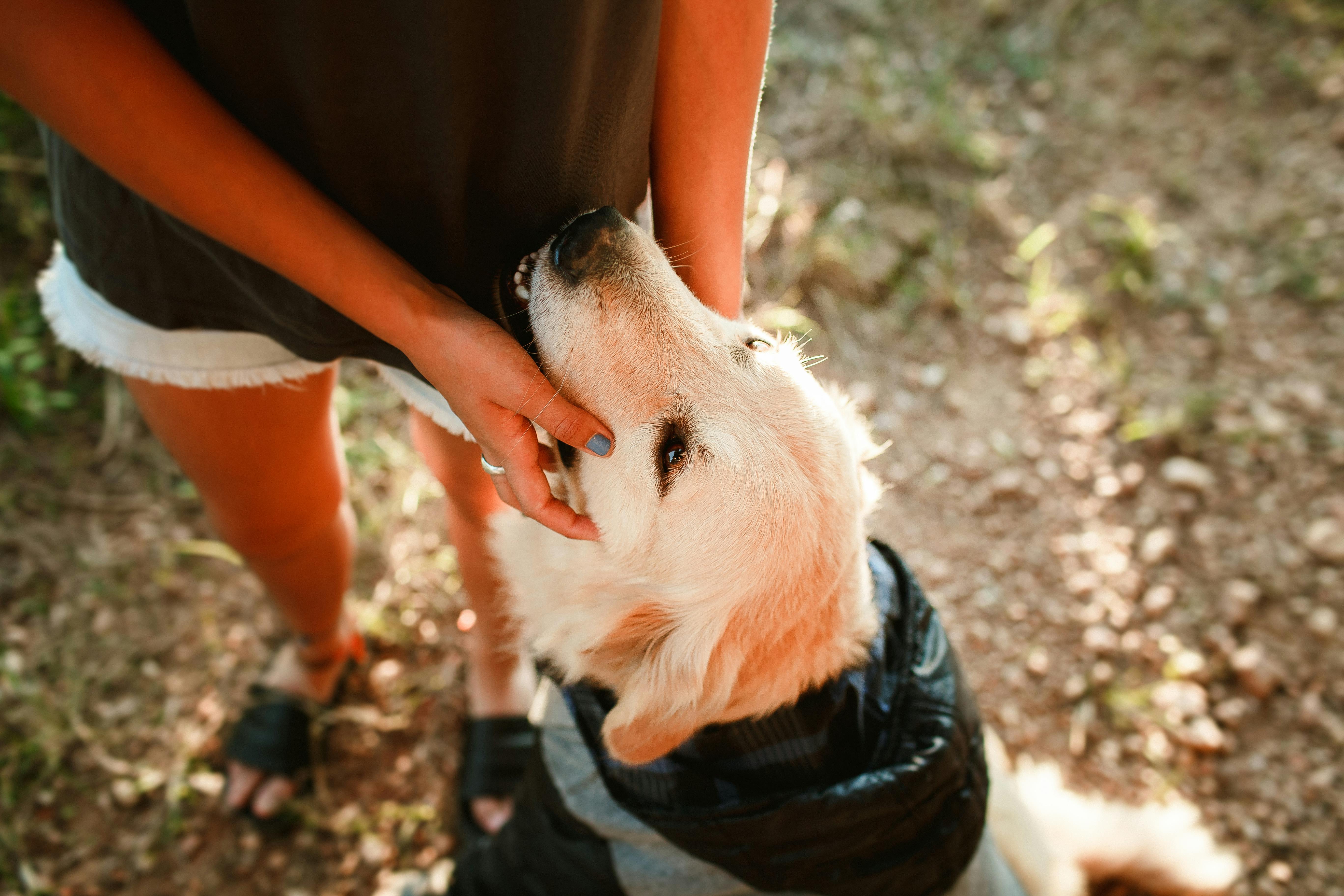 From above of crop anonymous female owner stroking hairy Golden Retriever in cloth while standing in countryside on summer day