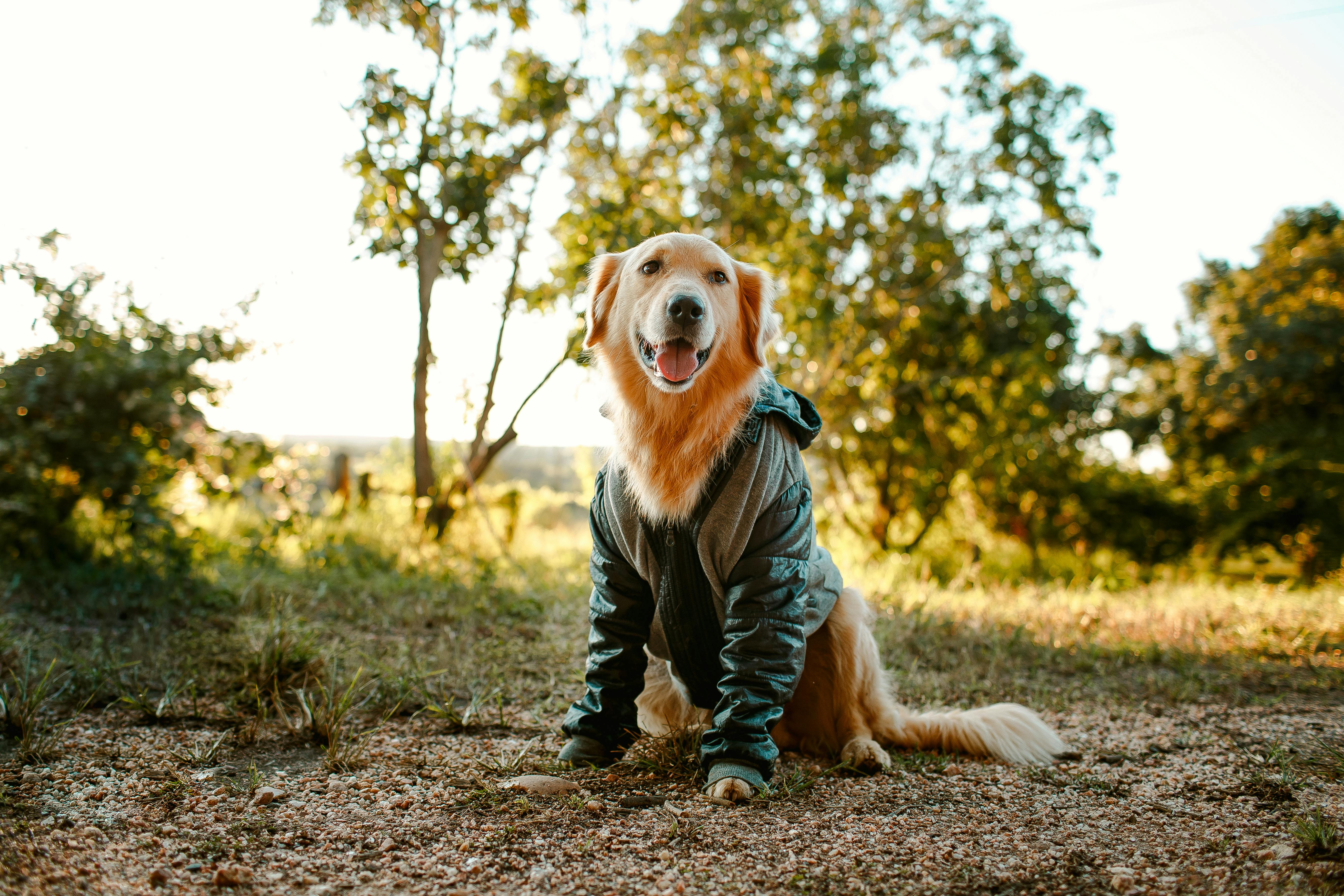 Golden retriever sale logger boots