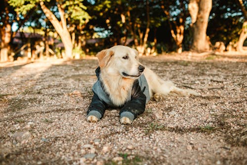 Free Adorable hairy Golden Retriever dog in garment lying on ground near tall trees in countryside on summer day in nature Stock Photo