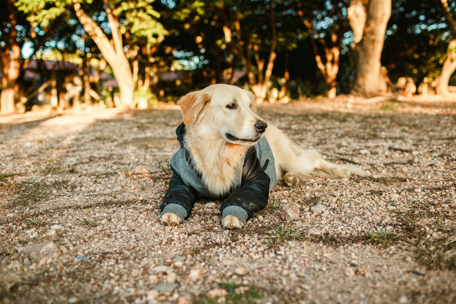 Adorable chien Golden Retriever poilu dans les vêtements couché sur le sol près de grands arbres à la campagne sur une journée d'été dans la nature