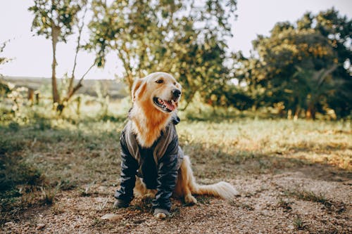 Foto profissional grátis de acasalar, adorável, amigável