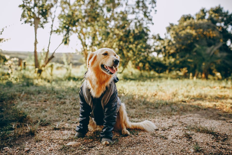 Best Calming Jacket for Anxious Dogs: Complete Buyer's Guide