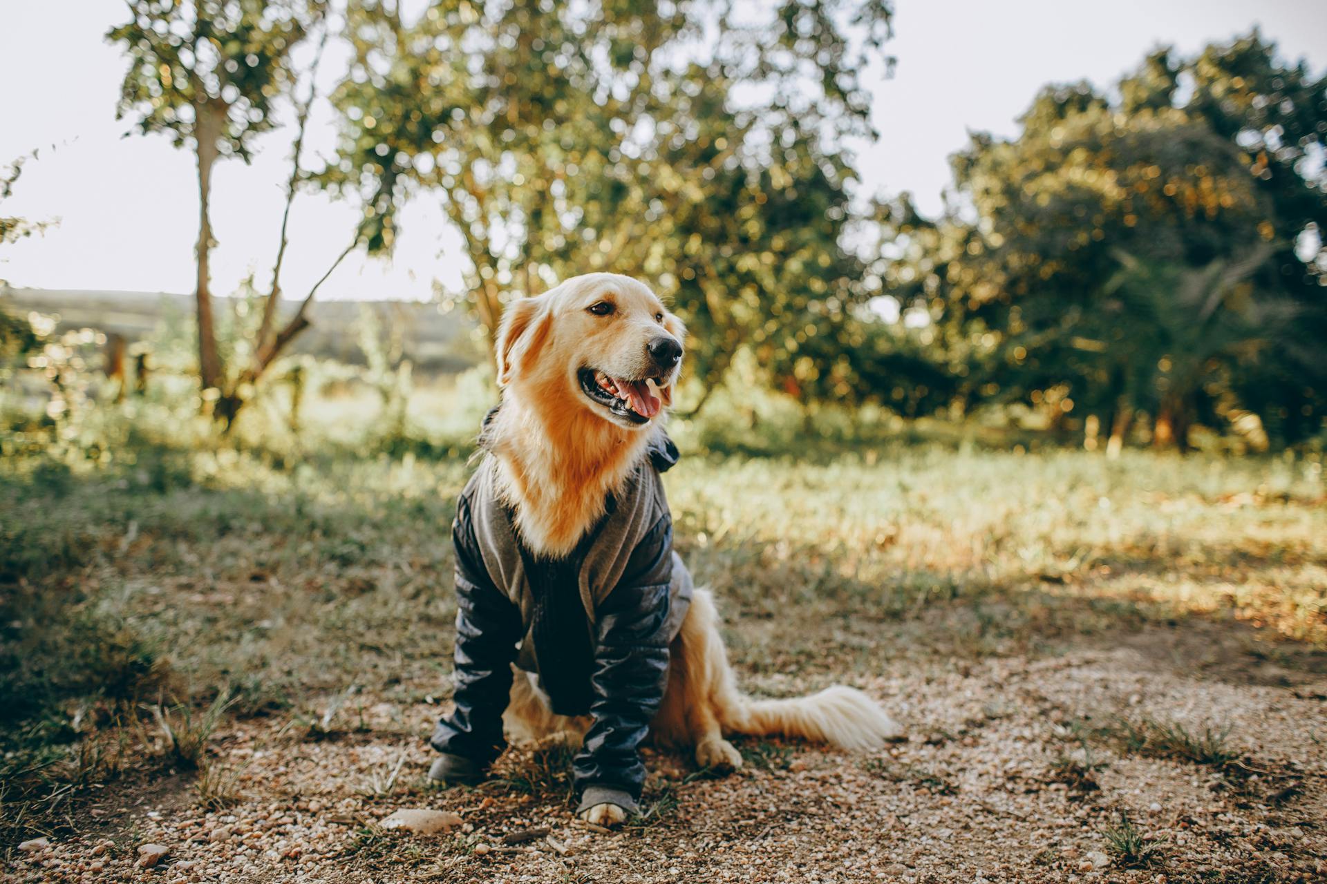 Golden Retriever op het platteland