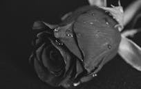 一朵黑白特写的玫瑰，花瓣上挂着水滴