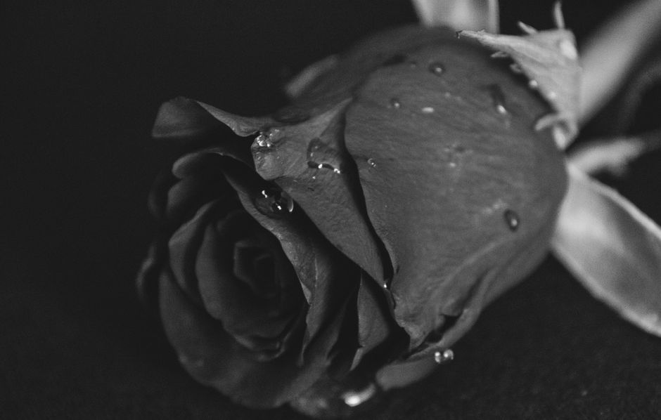 A black and white close-up of a single rose with water droplets on its petals.