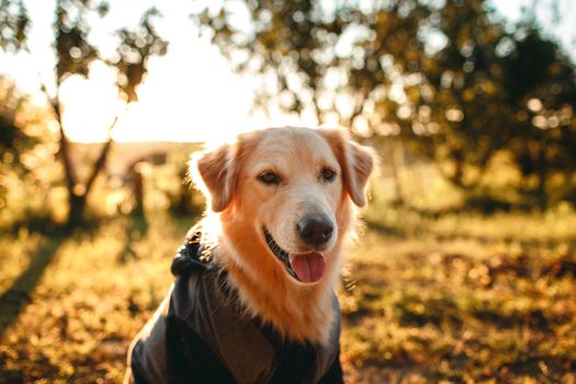 Cute Golden Retriever in jacket with tongue out sitting on grassy meadow near trees in nature in sunny day