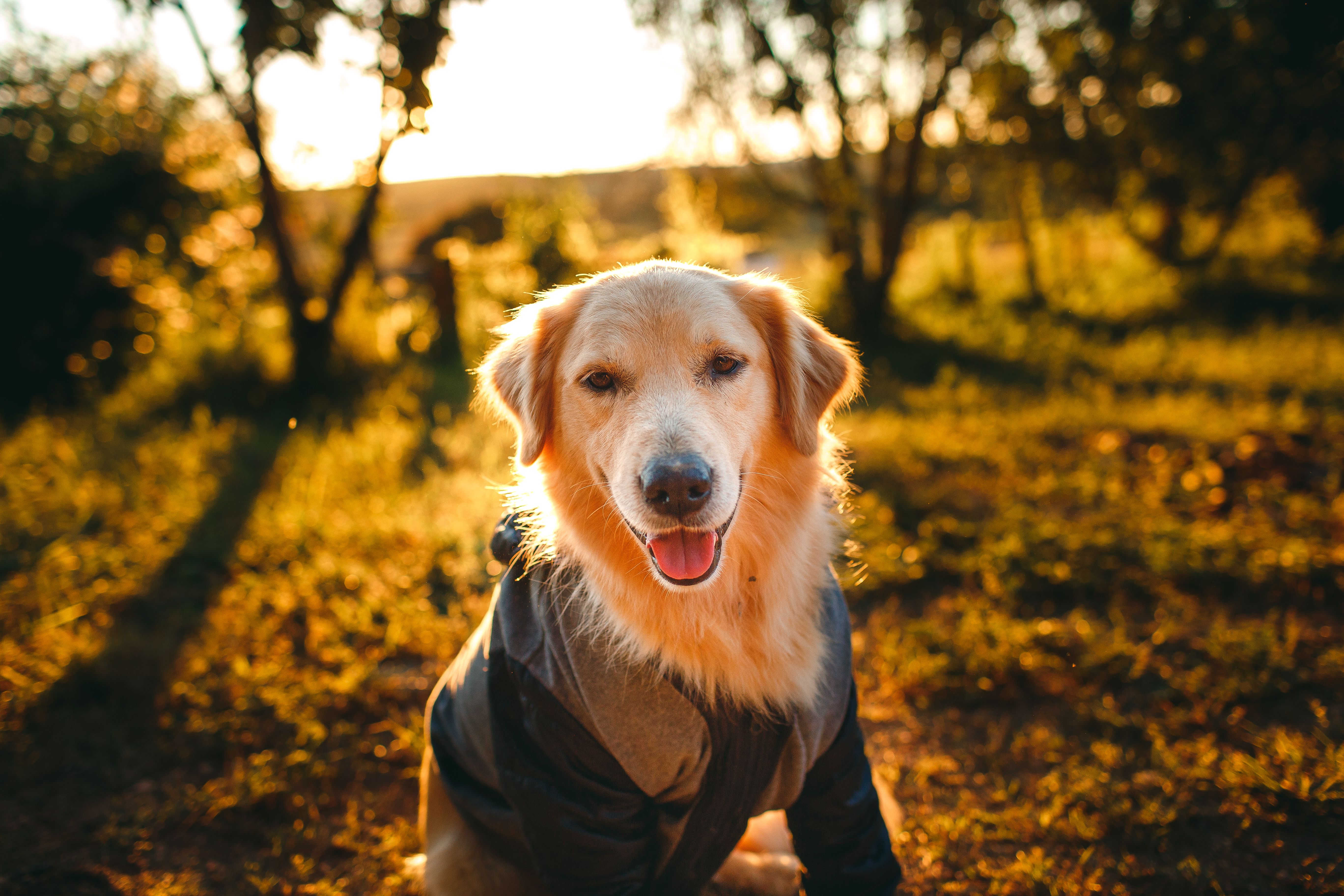 Purebred dog in hoodie sitting on grassy field near trees · Free Stock ...