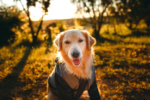 Golden Retriever in jacket with mouth opened sitting on grassy meadow near trees in nature in sunny day while looking at camera