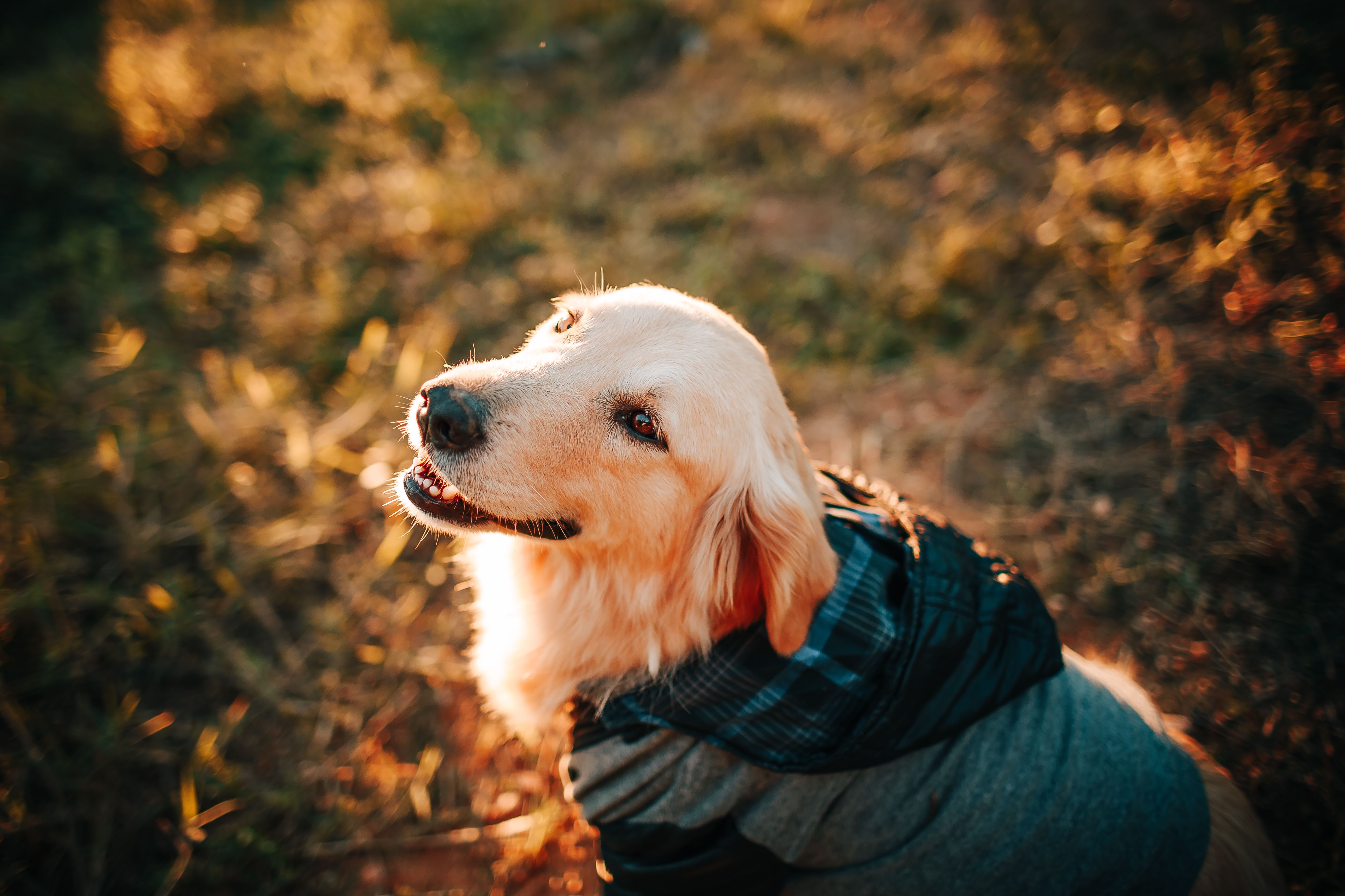 The price of pet ownership is rising. These credit cards offer perks, from complimentary pet insurance to cash back on vet vi