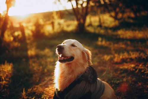 Golden retriever dog happy and healthy