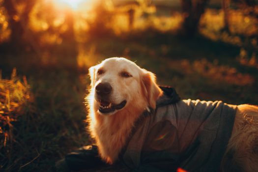 Golden Retriever in clothes lying on grass in field and looking at camera in sunlight