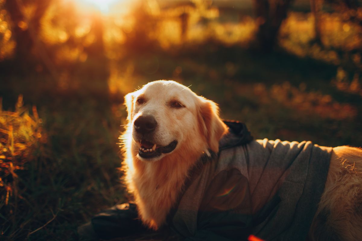 Golden Retriever dog resting on grass — healthy adult with golden coat