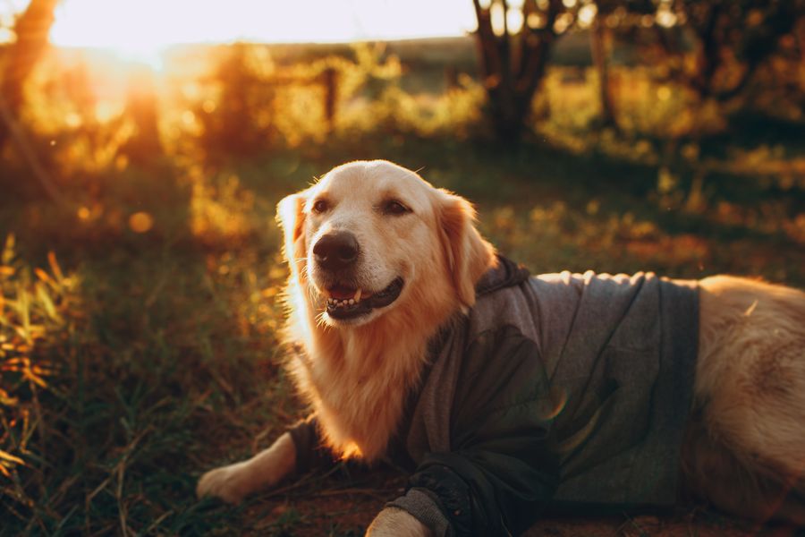 Dog enjoying the outdoors