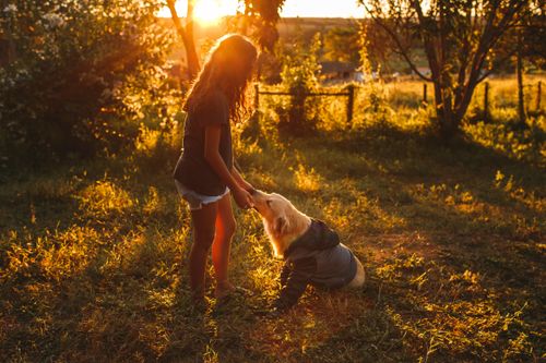 Free Side view full body of unrecognizable female in casual clothes petting cute Golden Retriever on grassy lawn with trees in sunny summer evening Stock Photo
