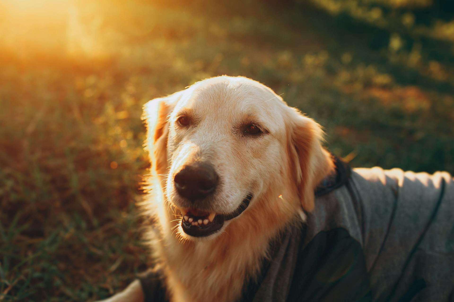 Chien golden retriever dans l'herbe