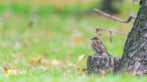 A Sparrow on a Tree Trunk