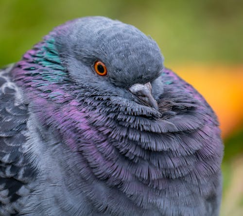 Close-Up Shot of Gray and Purple Bird