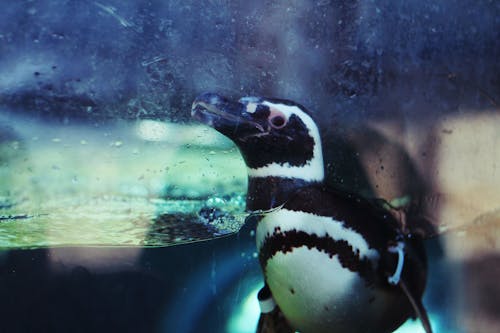 Kostenloses Stock Foto zu aquarium, blau, blaues meer