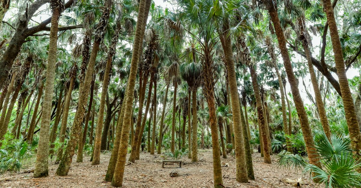 Lush palm trees create a serene nature scene in a Florida forest.