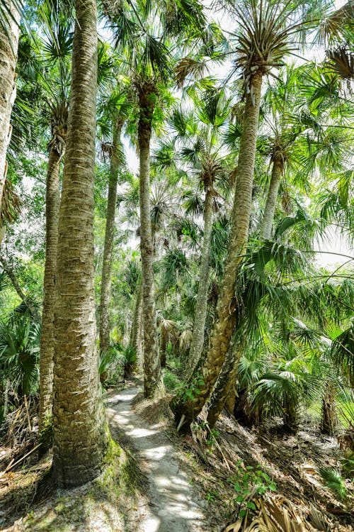 Free A Path Lined with Palm Trees Stock Photo