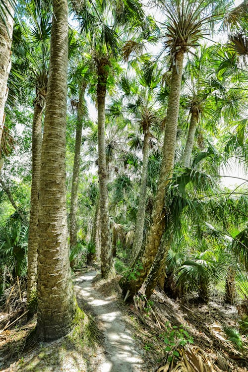 A Path Lined with Palm Trees