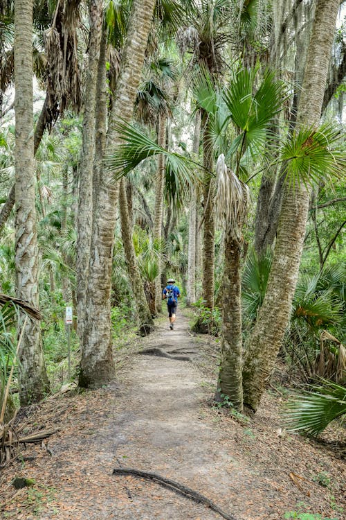 
A Hiker Walking on a Pathway in a Forest