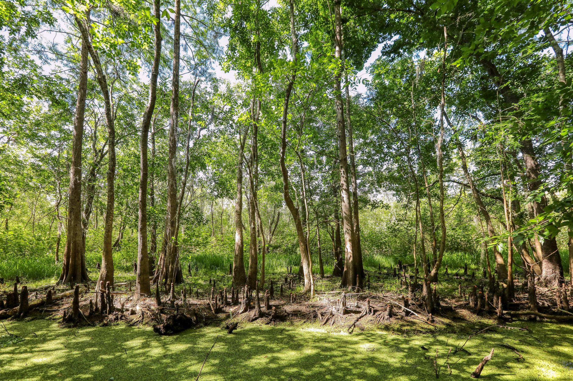 A vibrant swamp forest with tall cypress trees and lush greenery, perfect for nature lovers.
