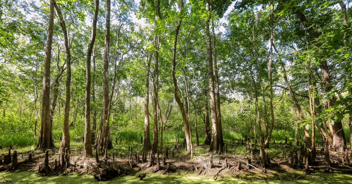 A vibrant swamp forest with tall cypress trees and lush greenery, perfect for nature lovers.