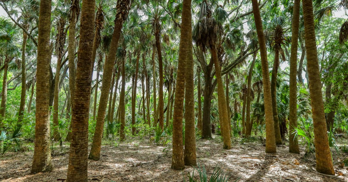 A vibrant view of palm trees in a dense forest in Sanford, Florida, showcasing natural beauty and greenery.