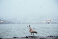 Free stock photo of beach, bird, boat