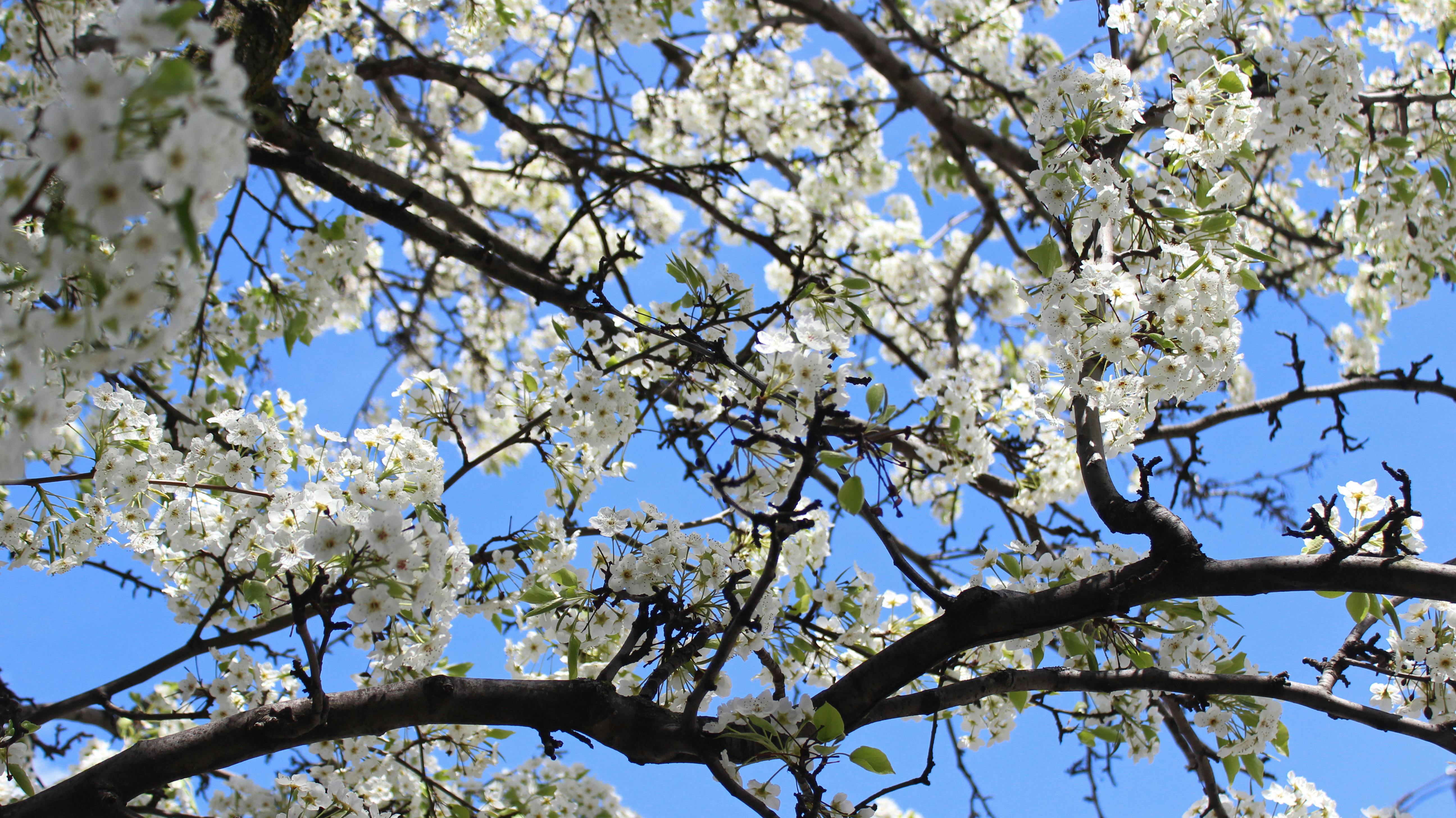 Free stock photo of blooming flowers, blooming tree, branches
