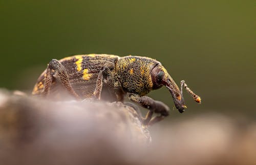 Close-Up Shot of a Beetle 