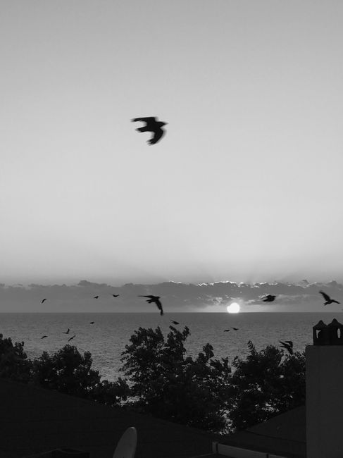 Birds silhouetted against a stunning ocean sunset, creating a dramatic black and white scene.