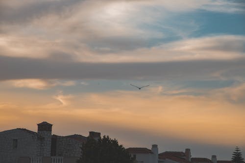 Fotos de stock gratuitas de birdflying, cielo, cielo amarillo