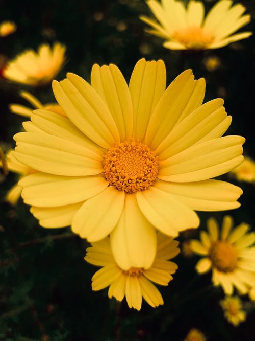 Free Detailed close-up shot of a vibrant yellow Calendula flower with soft focus background. Stock Photo