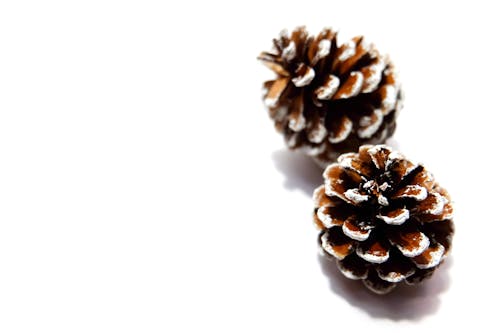Two Brown-and-white Pine Cones