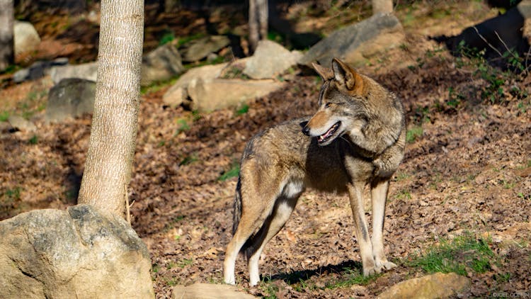 Wolf In A Forest 