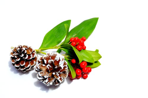 Free stock photo of berries, christmas, festive