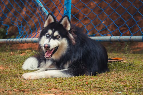 Black Siberian Husky Lying on Green Grass Field